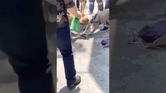 СРОЧНО СМОТРЕТЬ ПИКБУЛЬ НАПАДАЙ.2022 смотреть онлайн