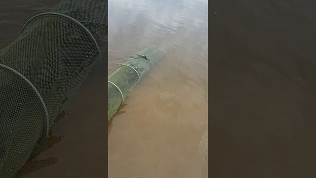 Улов за 4 часа на Волге смотреть онлайн
