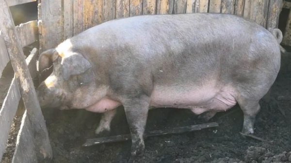 Свинья 300 кг