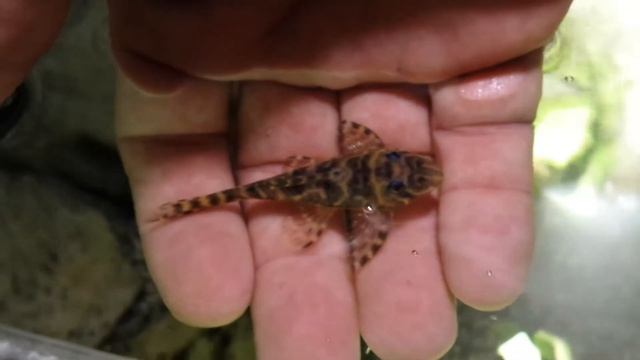 Zbrojnik L340 malenstwo😉 смотреть онлайн