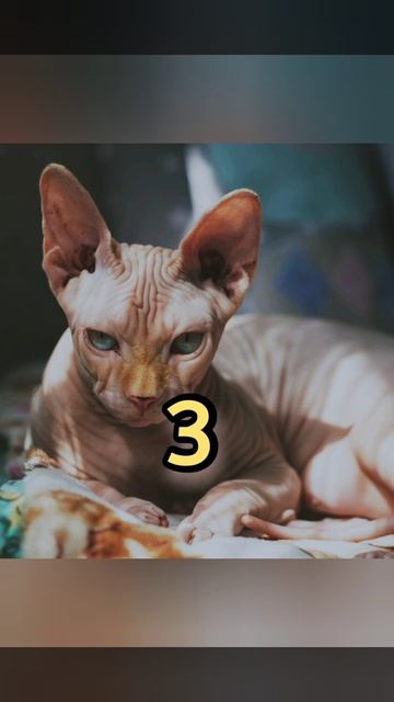 Which Cat Breed is this? смотреть онлайн