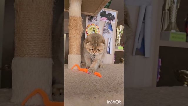 Ванесса Шотландиус смотреть онлайн