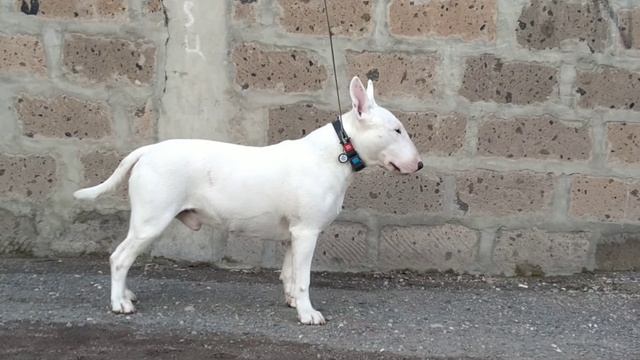 Bull Terrier Danny Бультерьер Дэнни смотреть онлайн