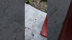 Как я выращиваю уток стар 53 нам 10 дней.