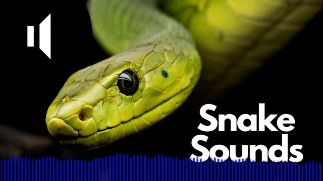 Snake Sound Effects (Hissing / Hiss) | No Copyright смотреть онлайн