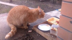 Котик пьёт молоко🐱🐱🐱