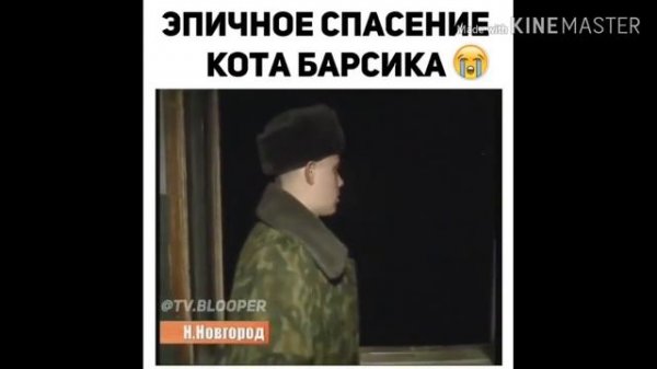 Прикол спасение кошки
