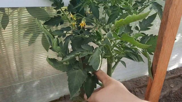 И снова СОВЕТЫ только для НОВИЧКОВ 😉🥰 Как формировать куст томата, чем удобрять, как опылять. смотреть онлайн