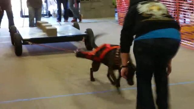 Zoe the Catahoula Leopard Dog - UKC Weight Pull смотреть онлайн
