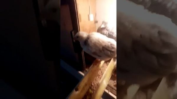 Кормушка в брудер своими руками.