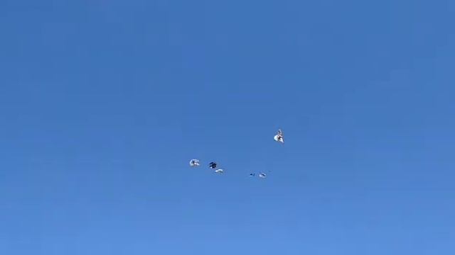 Николаевские голуби в Сибири!!! Тепло и Солнце день чудесный!!! смотреть онлайн