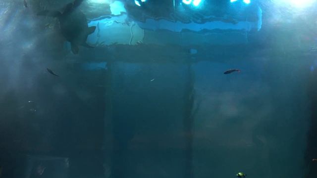 Shark, Stingray & Sea Turtle Relaxation 4K Video ( Chill / Zen / Screensaver / Calming / Wallpaper смотреть онлайн