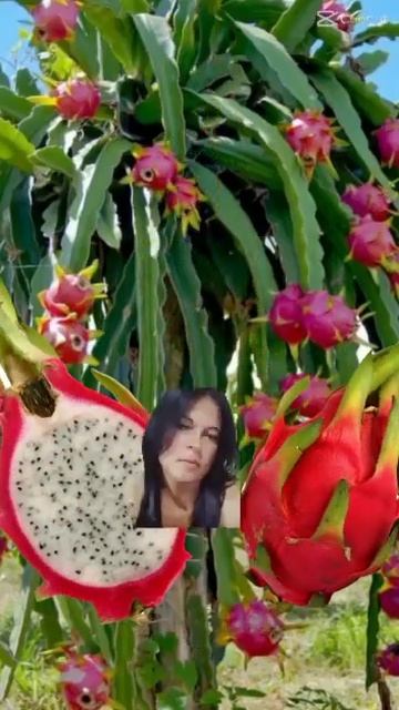 pitaya #fruit #shorts смотреть онлайн