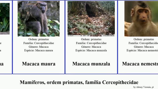 Mamíferos, ordem primatas, família Cercopithecidae primate order primate family Cercopithecidae смотреть онлайн