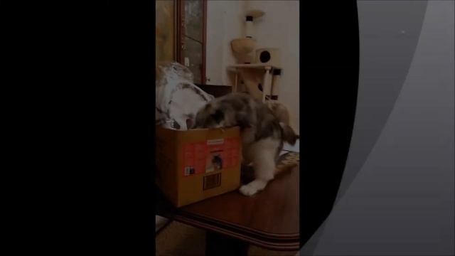 reklama COSMO skanumelis 2015 06 смотреть онлайн