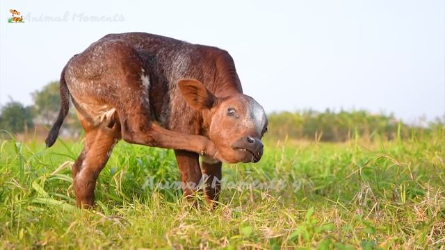 Herbivores and their characteristics: cows, horses, goats, sheep, camels, elephants,... смотреть онлайн