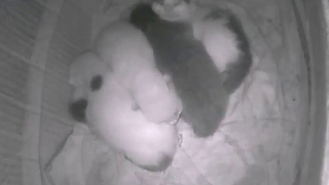Пять котят копошатся коробке смотреть онлайн
