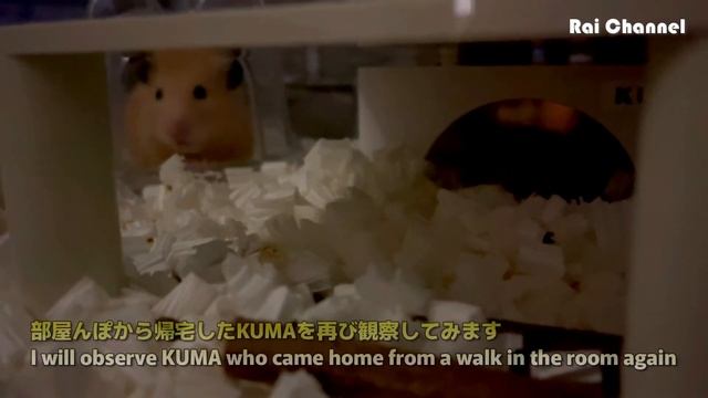 ゴールデンハムスターの様子がおかしい【ニキビダニ症】 смотреть онлайн