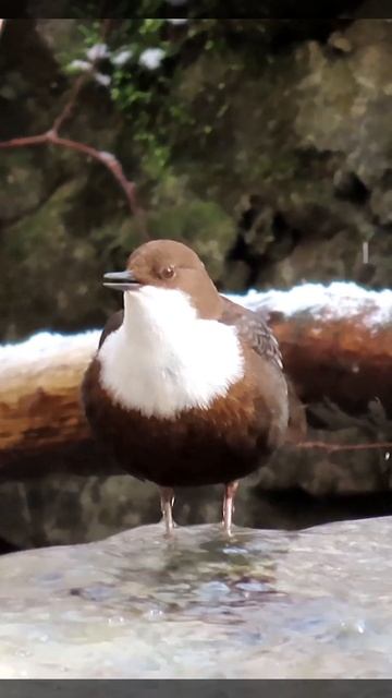 Skorec vodní, White-throated dipper, Songbirds in the CZE, ptačí zpěv, jarní zpěv ptáků, ptačí zpěv смотреть онлайн