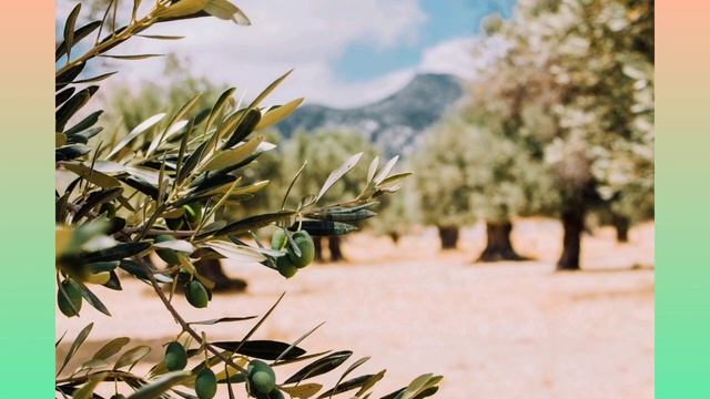 Zeytin - Olea europaea смотреть онлайн