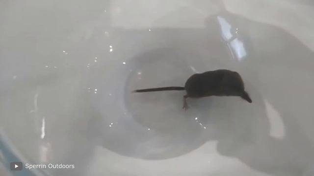 100 Fattest Animals in The World смотреть онлайн