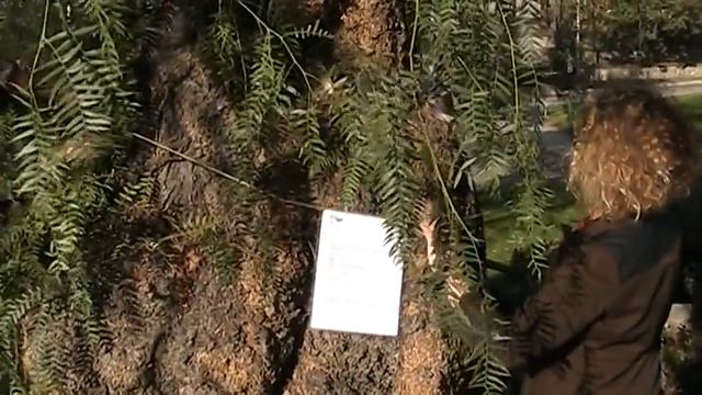 Posting at Spring Street Tree East Bank LAR смотреть онлайн