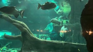 Москвариум на ВДНХ. Удивительный подводный мир.