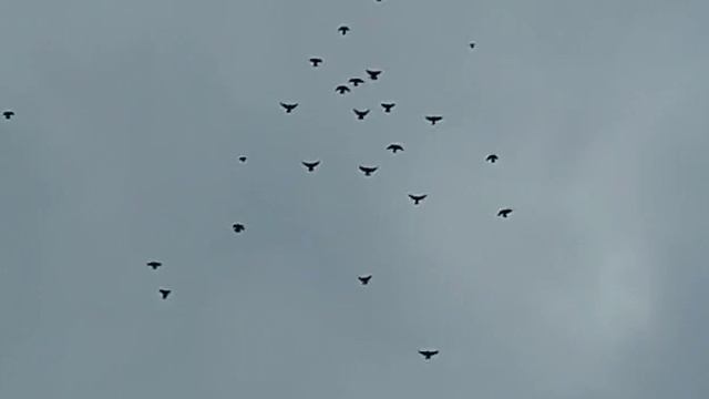 голуби.Гончарова.М.П.г.Эртиль.Воронежской.обл. смотреть онлайн