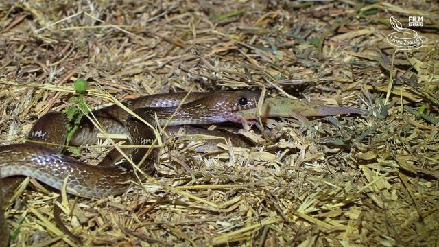 Snakes hunting and eating geckos смотреть онлайн