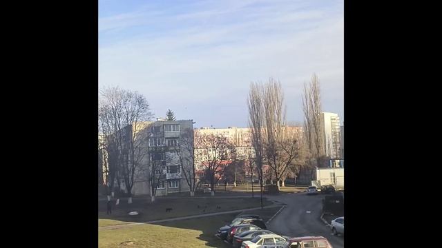 Нарезочка животинки от ZD смотреть онлайн