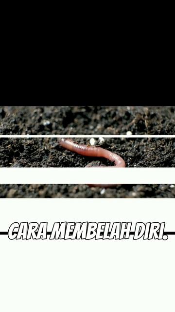 HEWAN INI MEMILIKI 5 JANTUNG⁉️ #edukasi #fakta #faktaunik #faktadunia #shorts смотреть онлайн