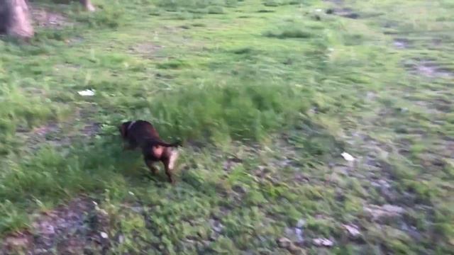 Вечерняя прогулка всем отрядом у тц Мега смотреть онлайн