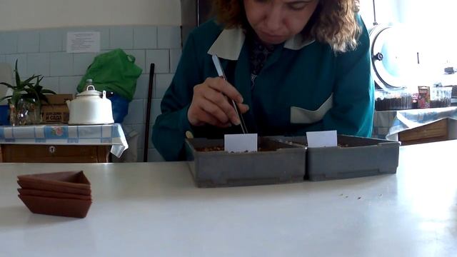 Посадка образцов для проведения анализа на всхожесть/Архив с прошлой работы смотреть онлайн