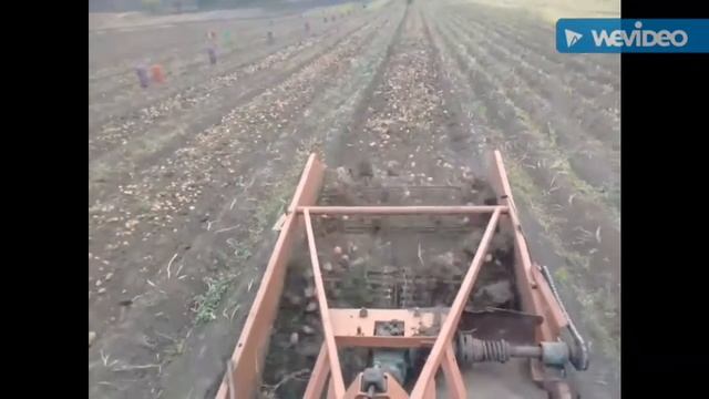 ТРАКТОР МТЗ 82 с КТН 2 УБОРКА КАРТОШКИ 2016 смотреть онлайн