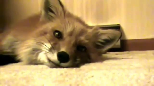 Поющая лиса смотреть онлайн