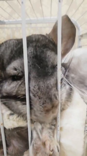 Шиншиллы спят\Chinchillas are sleeping смотреть онлайн