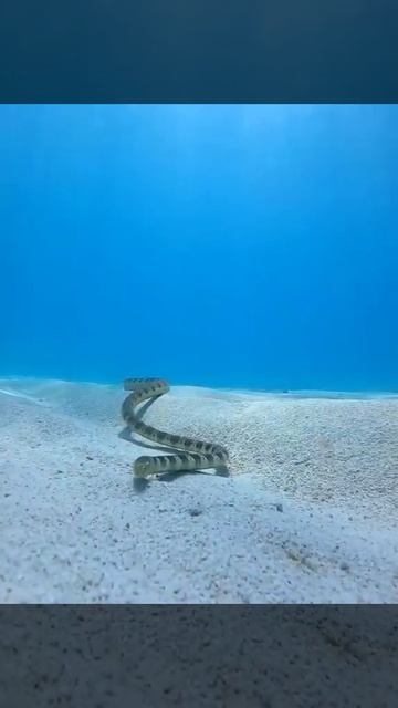 Sea Snakes are truly fascinating creature's! 🥰🥰 #shorts смотреть онлайн