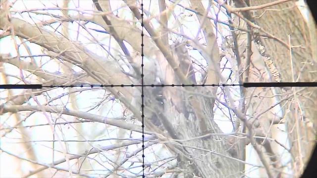 An assortment of hunting shots taken in 2021 #hunting #pcpairrifle #pewpew #airrifle смотреть онлайн