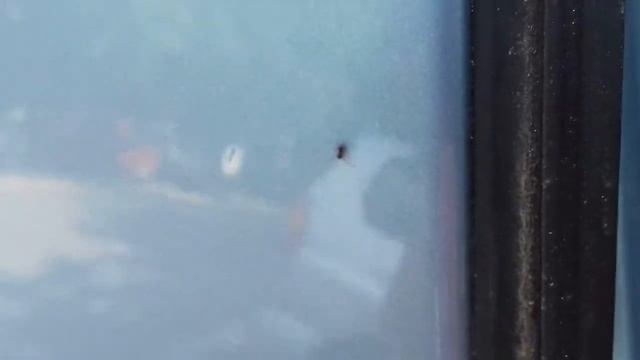 Paukoliki zglavkari Srbije-Crnotrbi mravar (Sardinidion blackwalli) ♂️ смотреть онлайн