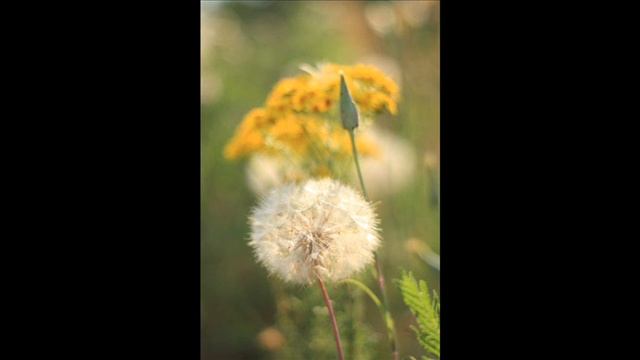 Canon lens EF 50mm f1.8 sample pic смотреть онлайн
