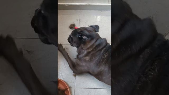 Тбилиси 🇬🇪 Грузия Приют Тамаза Элизбарашвили 🐕💌🍀🙏