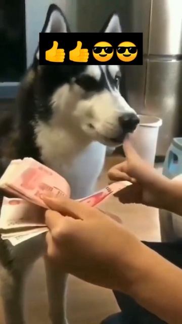 УМНАЯ СОБАКА 2#shorts#Юмор#смешные животные#Приколы смотреть онлайн