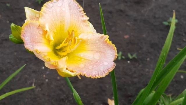 Лилейник Bestseller (Бестселлер). ПЕРЕСОРТ от Поиска. 23 июля 2022 г.