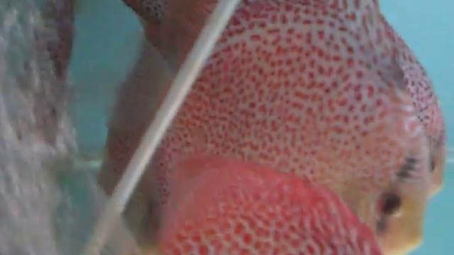 Discus super eruption смотреть онлайн