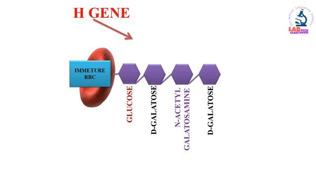 BIOCHEMISTRY AND SYNTHESIS OF ABH ANTIGENS/ABO GROUPING SYSTEM/PART 2 смотреть онлайн