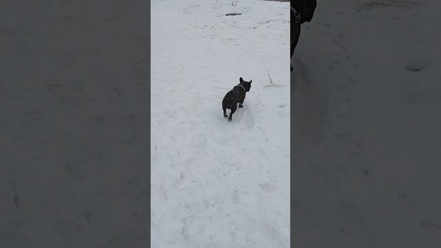 Знакомство с французским бульдогом Рэмбо. Будем дружить? смотреть онлайн