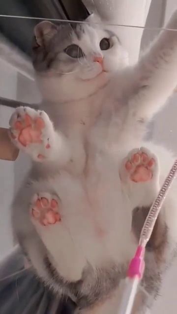 Kulit Cat #viral #trending #youtubeshorts #shorts смотреть онлайн
