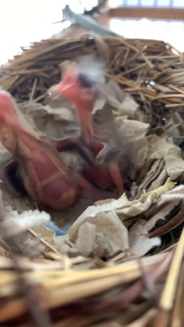 Гибриды чижа и белой канарейки #птицы #птицыдома #birds смотреть онлайн