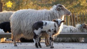 Учим домашних животных для детей  Как говорят животные корова лошадь петух Имена и звуки животных