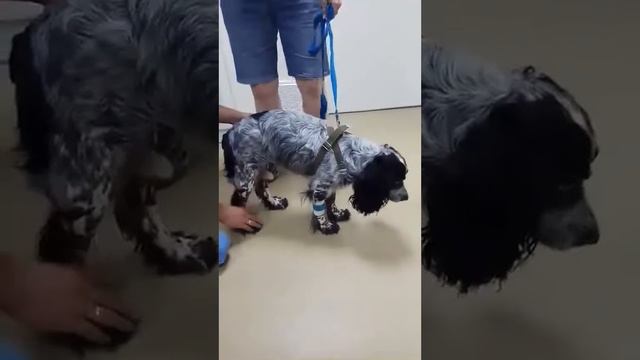 Ральф на первичном приеме — Ветеринарная клиника "Добрый Доктор" смотреть онлайн